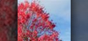 Find a place to plant and grow an Autumn Blaze maple tree