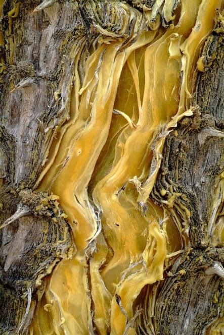 Bark: An Intimate Look at the World’s Trees