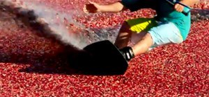 (I Wish I Could) Wakeboard in a Cranberry Bog