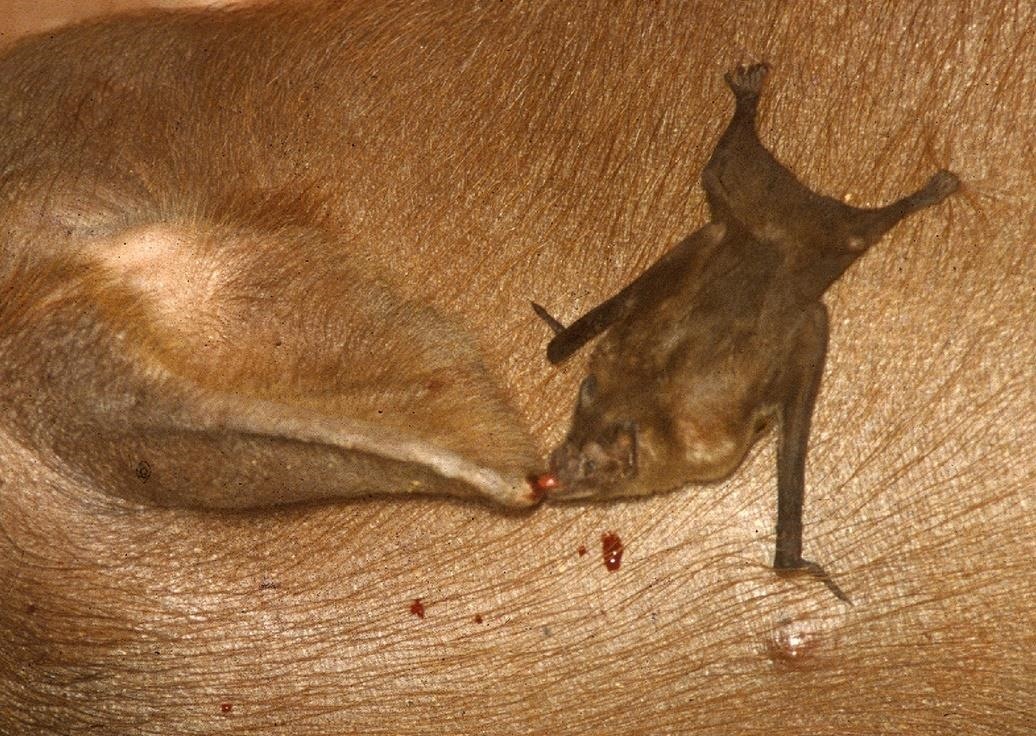 How Humanity's Choices in Brazil Brought Together Bats & Pigs in a Melting Pot of Diseases
