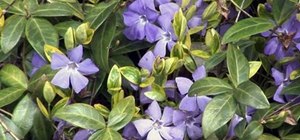 Use vinca (or periwinkle) flowers in your garden