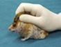 Handle and restrain a hamster for injections