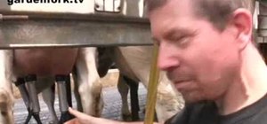 Milk cows