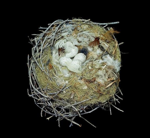 GIVEAWAY: "Fifty Nests and the Birds that Built Them" (NOW CLOSED)