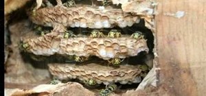 Prevent yellow jackets from nesting in your home walls