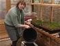 Grow early beetroot in a pot