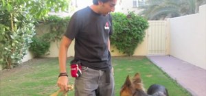 Teach your dog loose leash walking