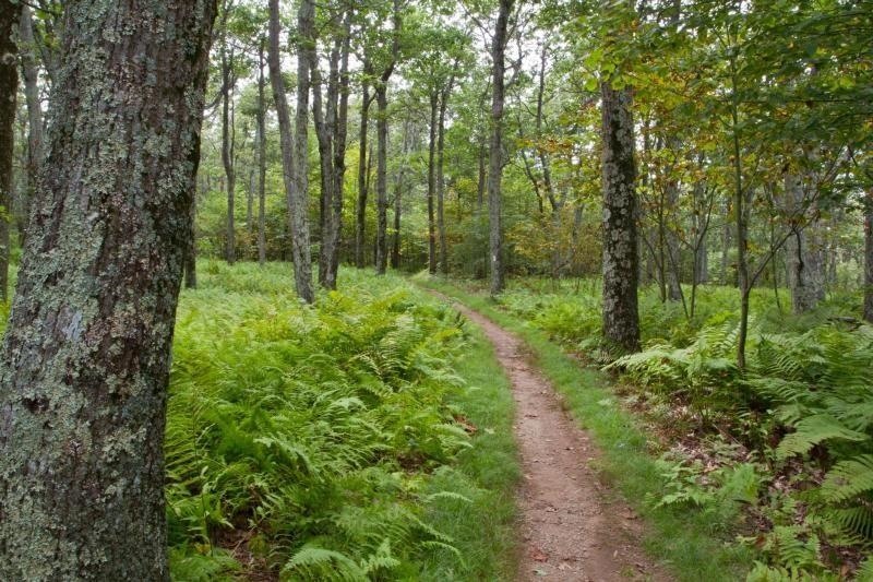 Visiting a National Park in the East? Watch for Lyme-Spreading Ticks