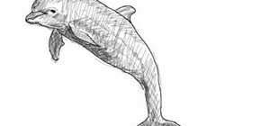 Draw a simple dolphin (delfín)