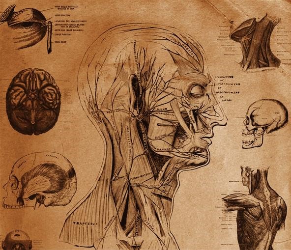 Dissecting a Human Head Through Anatomical Illustrations