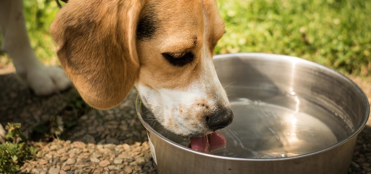 Your Pet's Bowl Is One of the Dirtiest Things in Your Home—Collecting Yeast, Mold & Bacteria