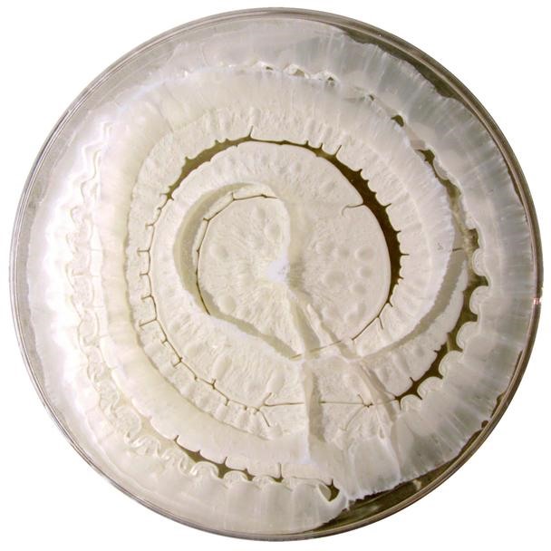 Science Inspires Art: 365 Amazing Petri Dish Paintings