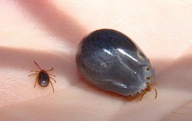 Exotic Diseases Spreading to Europe as Ticks & Mosquitoes Expand Their Habitats