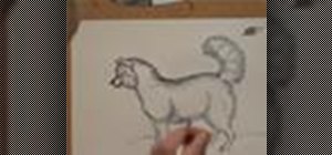 Draw a Siberian Husky dog with Jan Brett