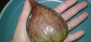 fig from my tree