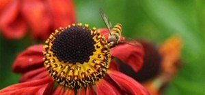 Vibrant Color Photography Challenge: Landing on a Flower