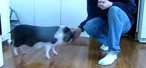 Train a pet pig to do tricks