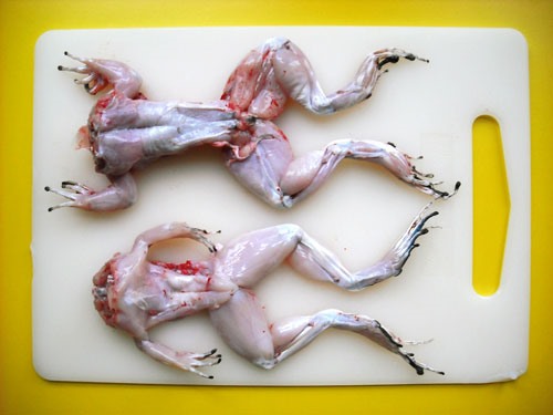 HowTo: Bring a Dead Frog Back to Life (and Then Eat it) « Meat Recipes ::  WonderHowTo