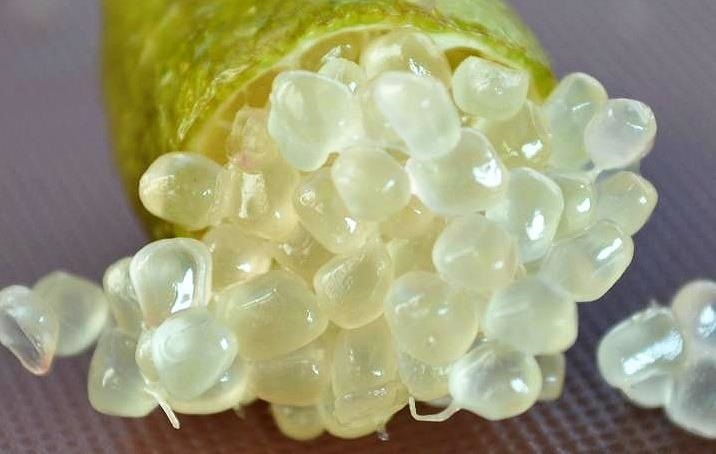 Weird Ingredient Wednesday: Finger Limes, the Caviar of Citrus