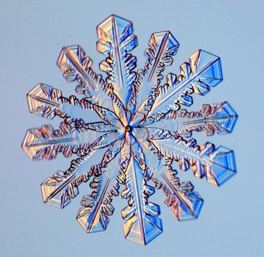 HowTo: Grow Your Own Snowflakes
