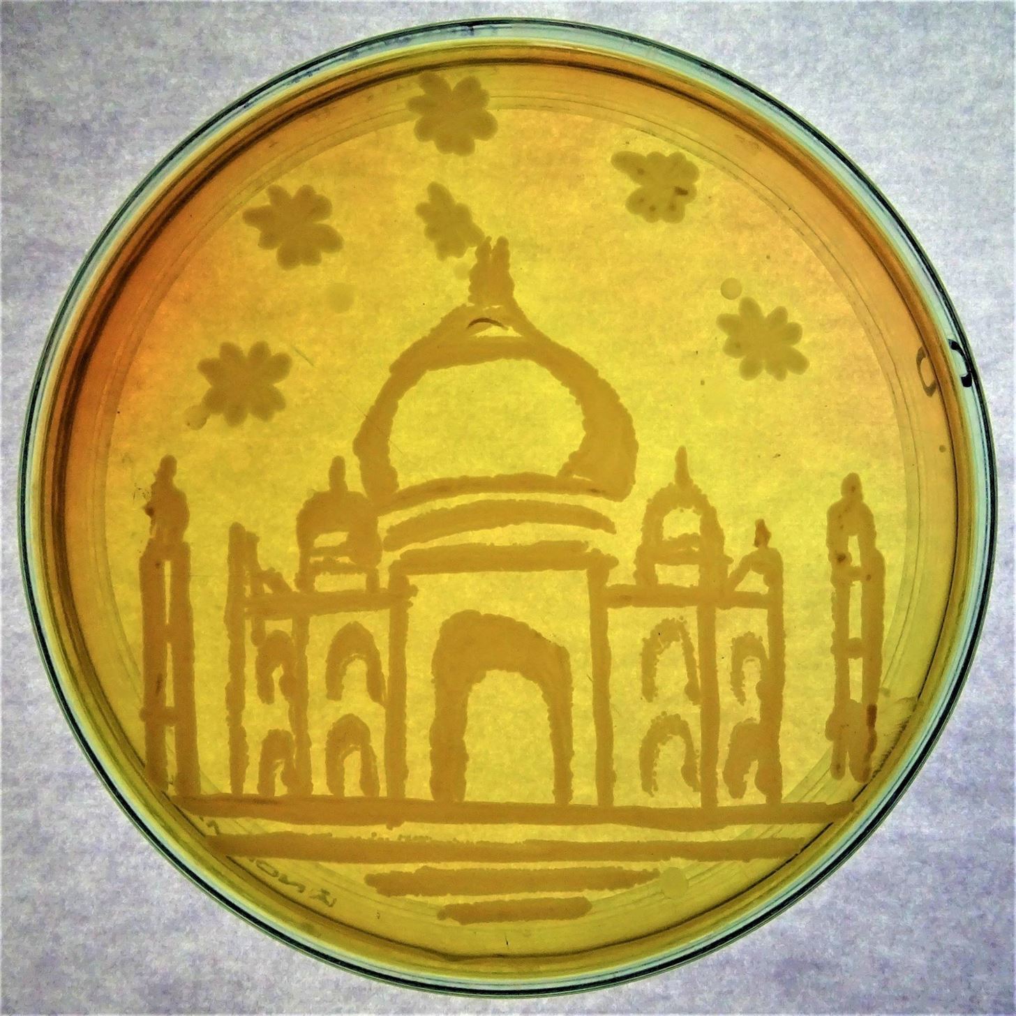 Our 11 Favorite Bacteria Art Submissions from ASM's Petri-Dish Picasso Contest