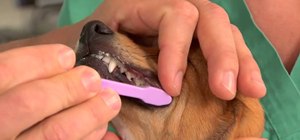 Brush your dog's teeth to preserve canine health