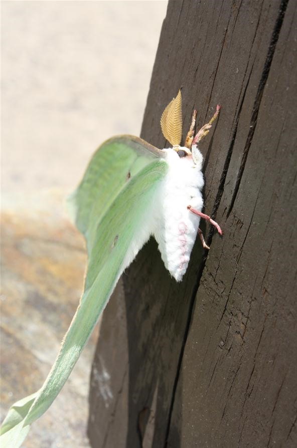 Insect Photography Challenge: Luna Moth