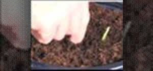 Plant bonsai tree seeds