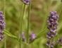 Plant a lavender garden