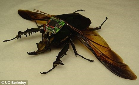 Shh...Cyborg Spy Beetles Released by DARPA