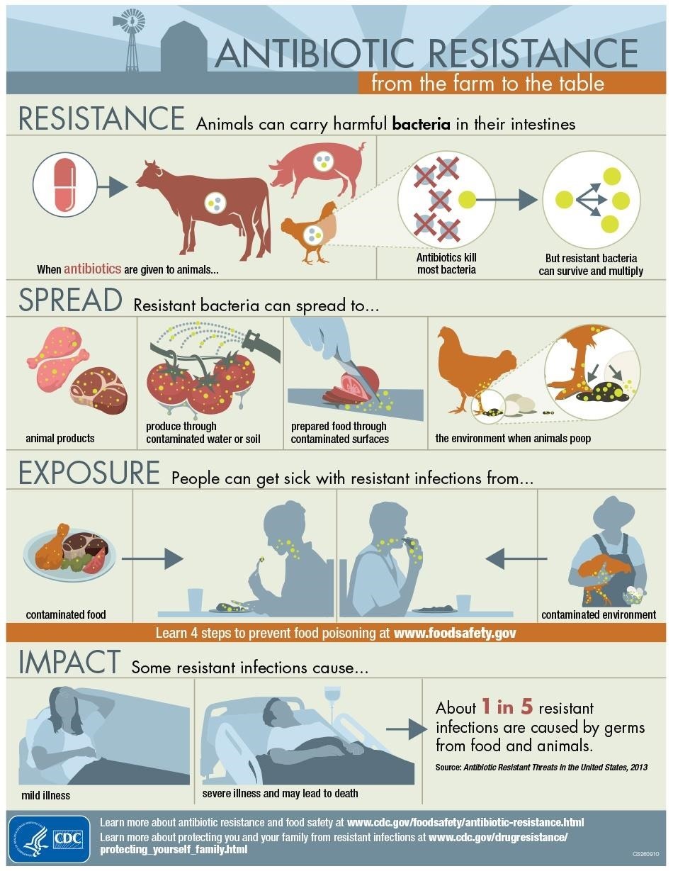 Livestock Antibiotic Use Increases Threat of Resistant Microbes to Humans