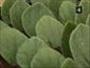 Propagate house plants using leaf petiole cuttings