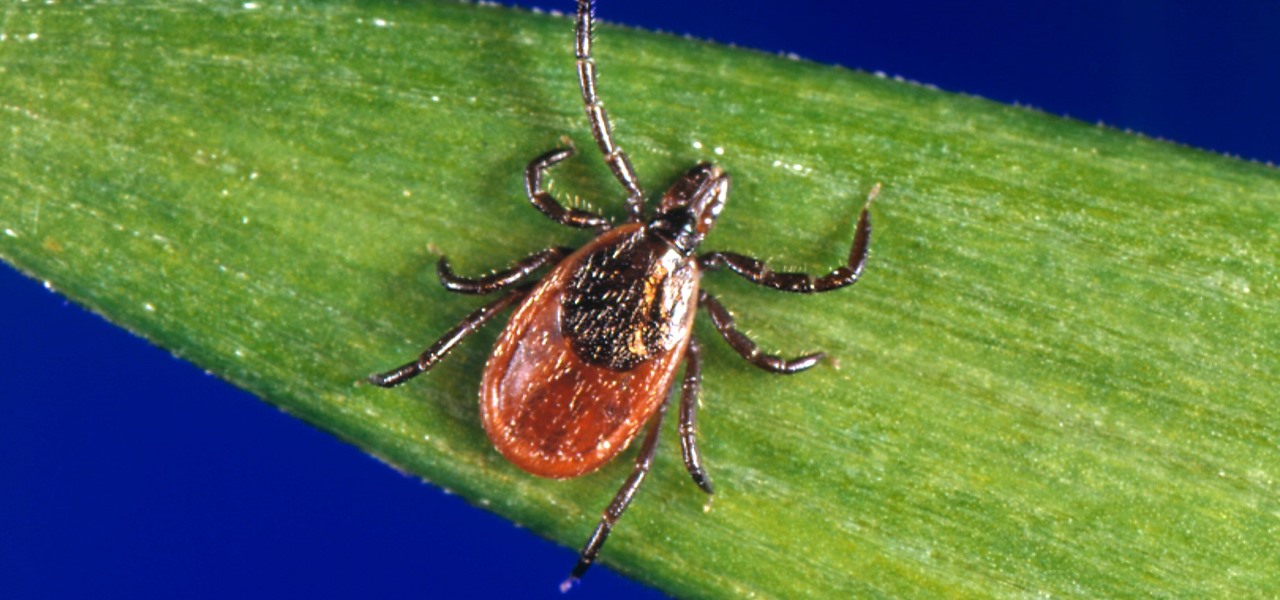 New Test Reveals Rare Tick-Borne Disease More Dangerous Than Lyme