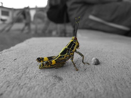 Get Inspired! 20 Examples of Selective Color Photography