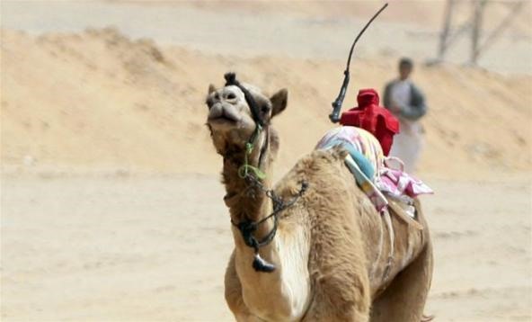 Arabian Camels Tortured By Remote Control Robot Jockeys