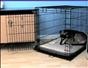 Make the crate a fun place for a dog