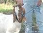 Choose a boer show goat - Part 8 of 10
