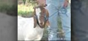 Choose a boer show goat