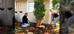 Transplant a small tree with This Old House