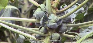 Grow Brussels sprouts