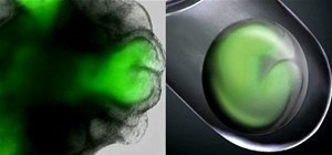 Scientists Grow World's First DIY Eyeball