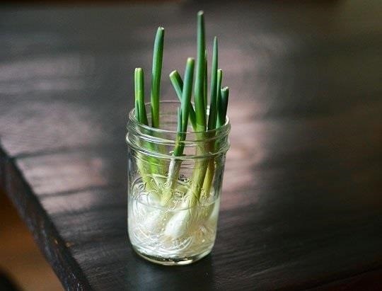 10 Vegetables & Herbs You Can Eat Once & Regrow Forever