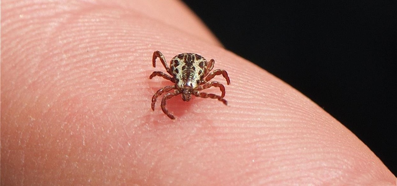 Infant in Connecticut Infected with Rare Disease Spread by Ticks