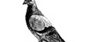 Draw a simple dove (paloma) bird