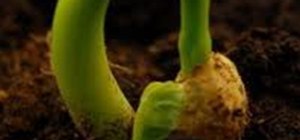 Extreme Close-up Photo Challenge: Transgenic Seed