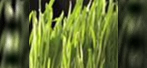 Grow wheatgrass
