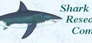 Pacific Shark News Reports
