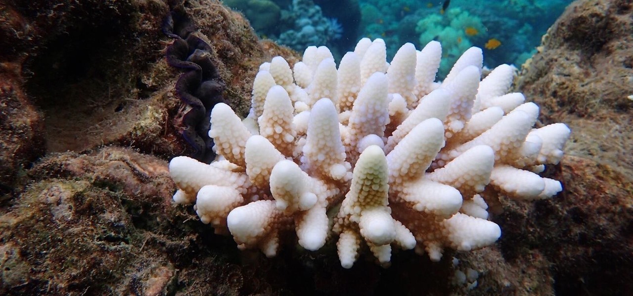 Microbes Lost from Corals Due to Global Warming Cause 90% of Great Barrier Reef to Bleach