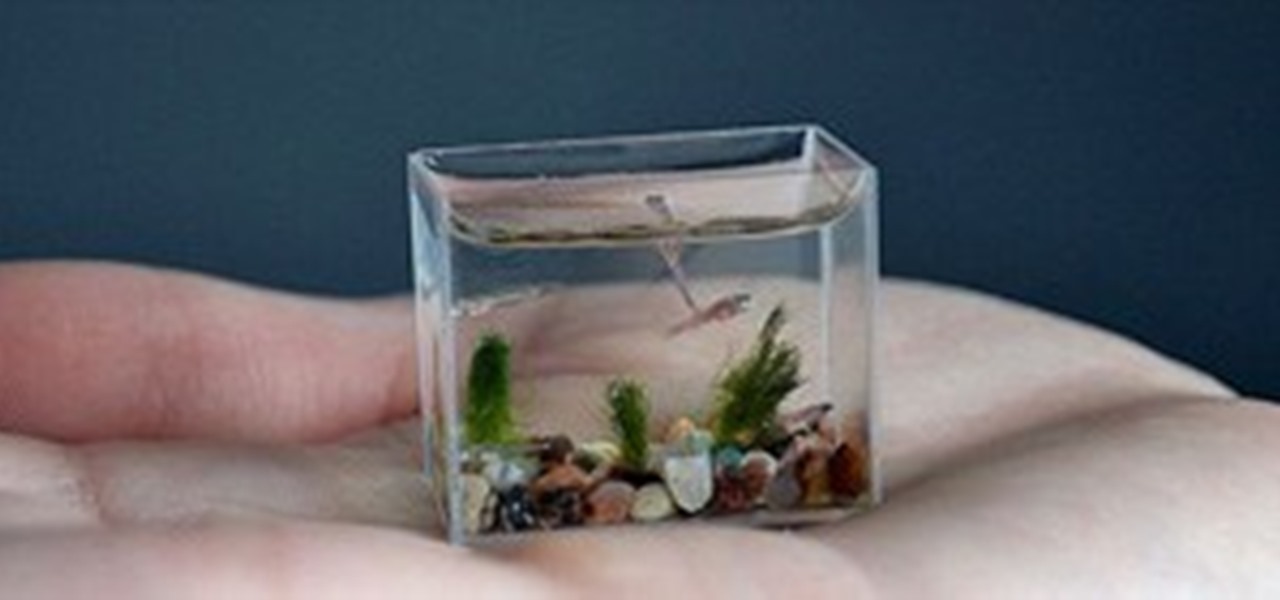 World's Smallest Aquarium « Fish :: WonderHowTo