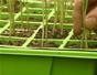 Plant leek plants from plugs to grow more tender leeks